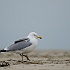 Borkum 2013 16 : 01 Nordsee, 02 Borkum, Horizont, Landschaft, Strand, Tier, Vogel